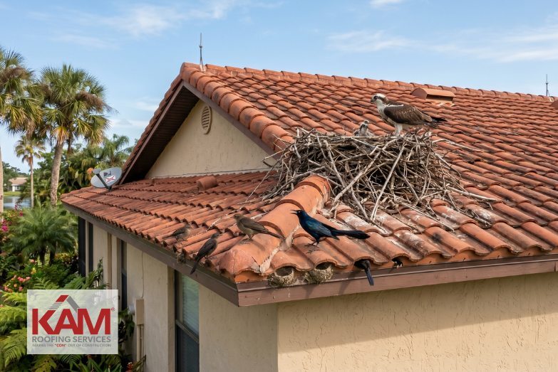 Rooftop Nesting Birds Can Cause Roofing Project Delays in Florida